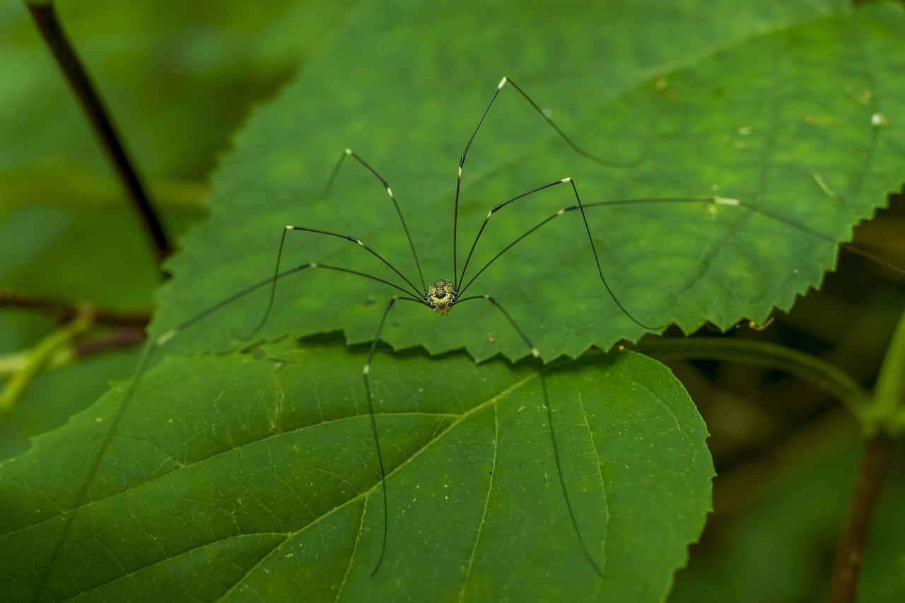 Harvestmanon Green Leaf Wallpaper