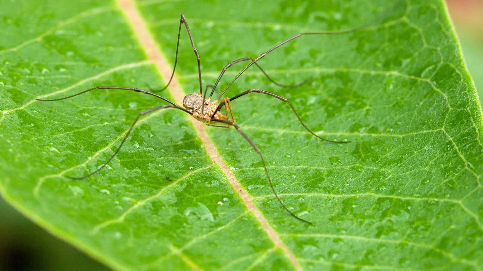 Harvestmanon Green Leaf Wallpaper