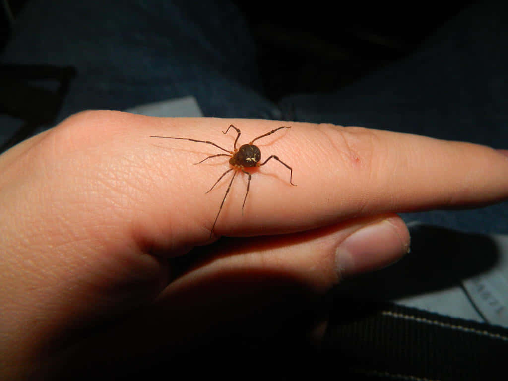 Harvestmanon Human Hand Wallpaper