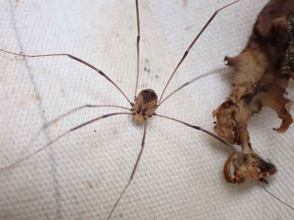 Harvestmanon Textile Wallpaper