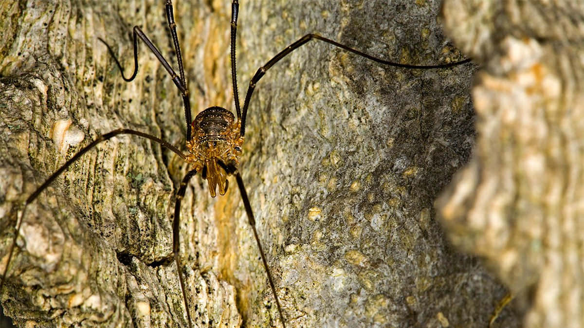 Harvestmanon Tree Bark Wallpaper