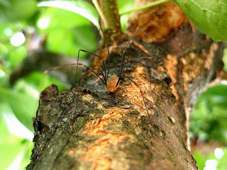 Harvestmanon Tree Bark Wallpaper