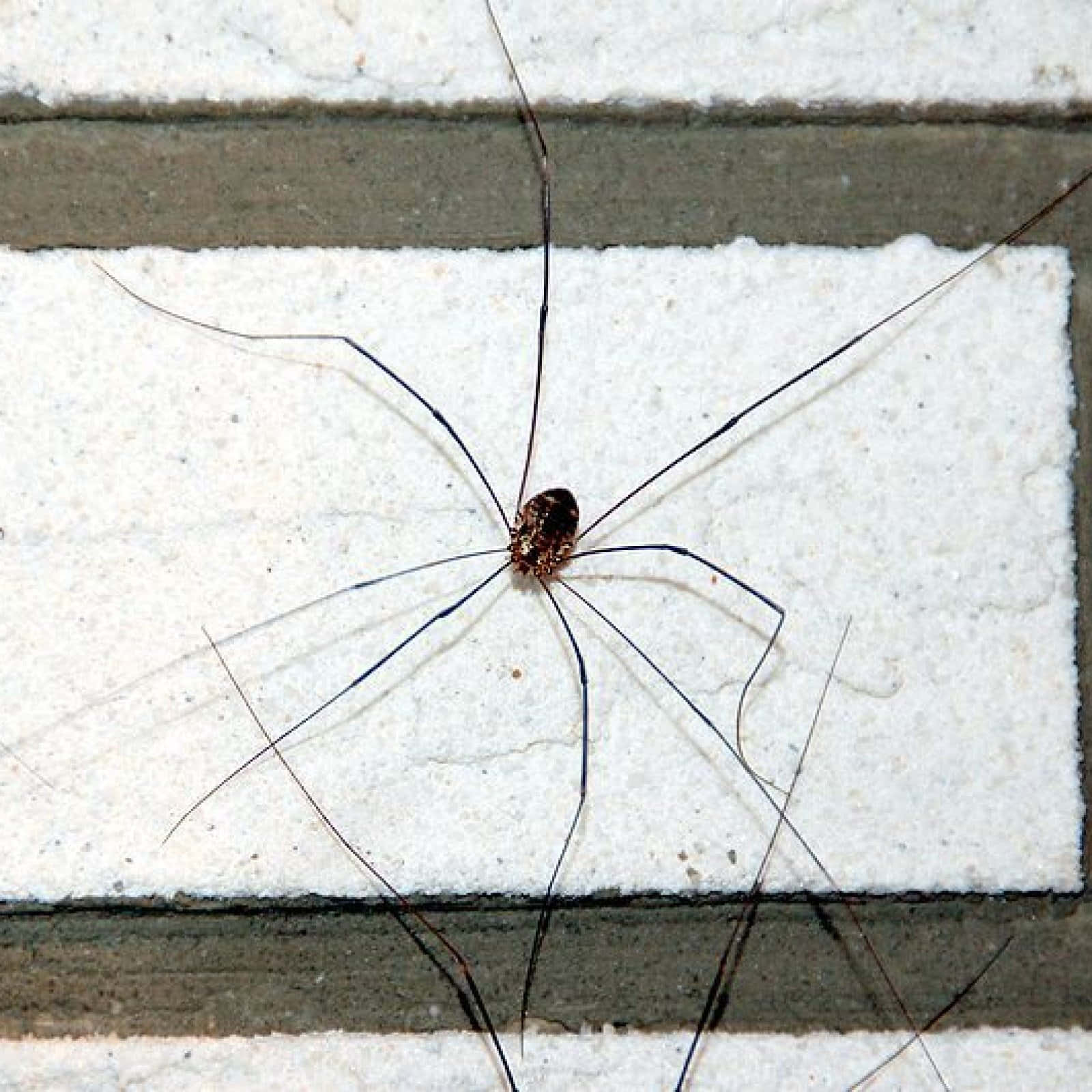 Harvestmanon White Tiles Wallpaper