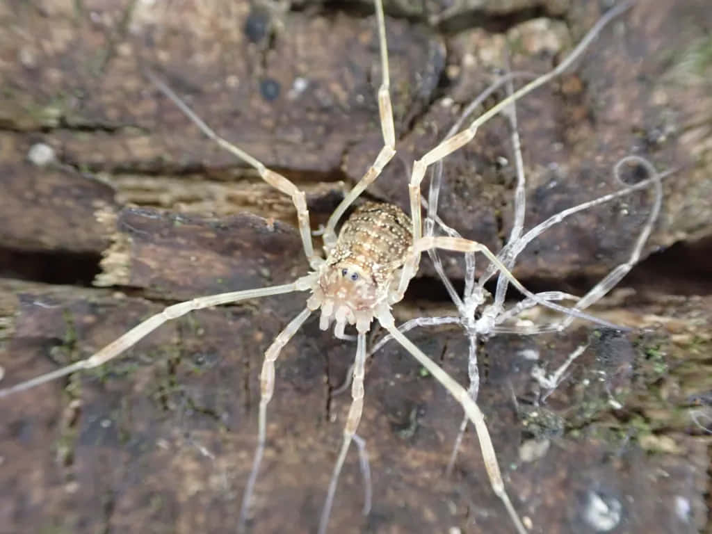 Harvestmanon Wooden Texture Wallpaper