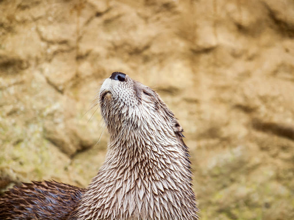 Haughty Otter Wallpaper