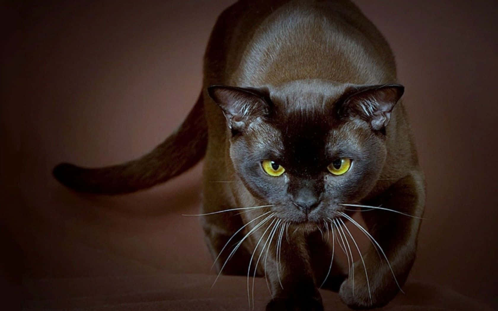 Havana Brown Cat Relaxing On A Cushion Wallpaper