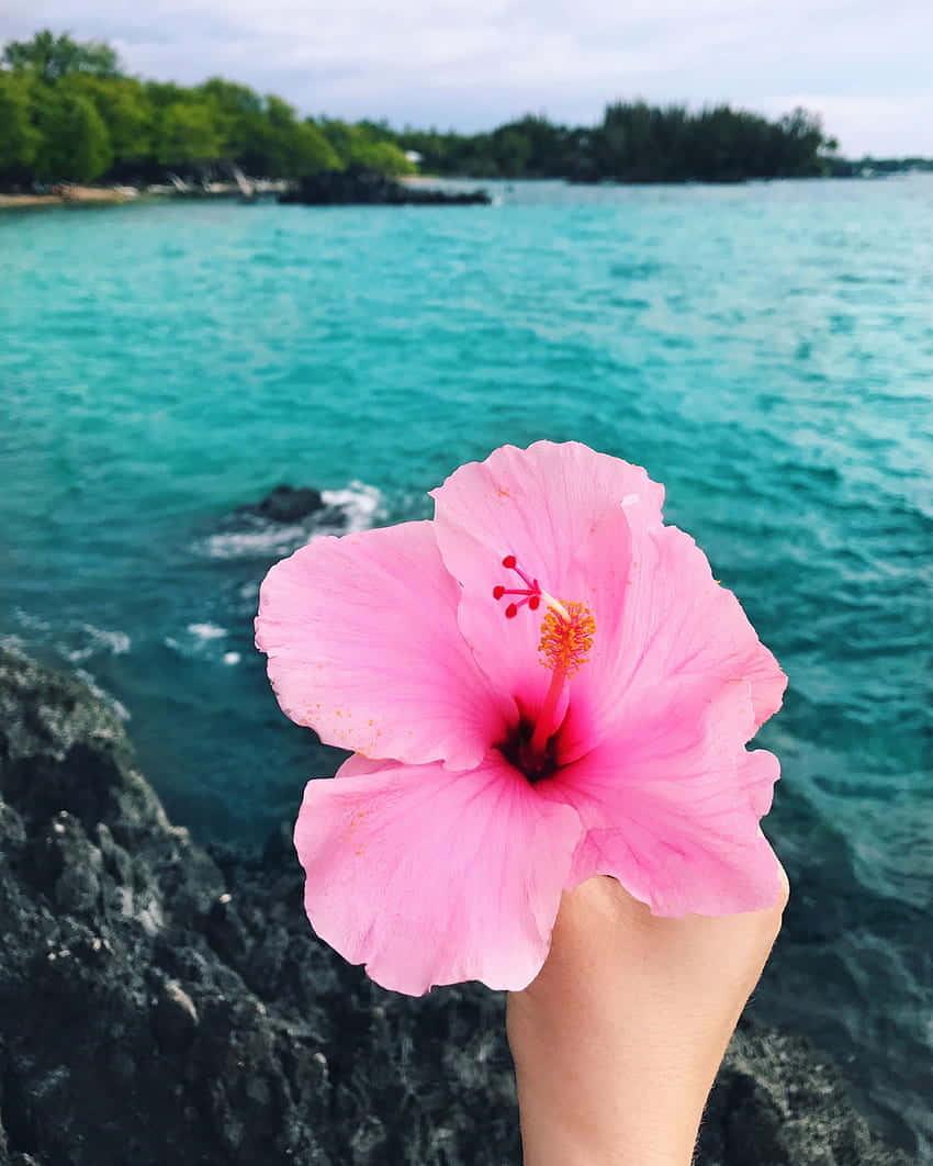 Hawaiian Hibiscus Sea Backdrop.jpg Wallpaper