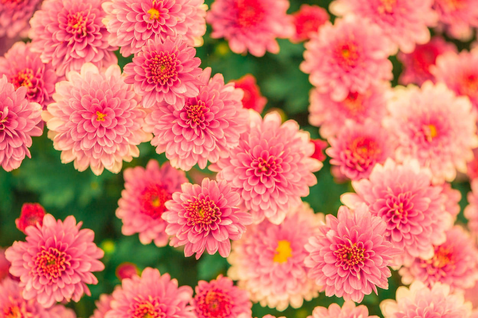 Hd Spring Chrysanthemums Wallpaper