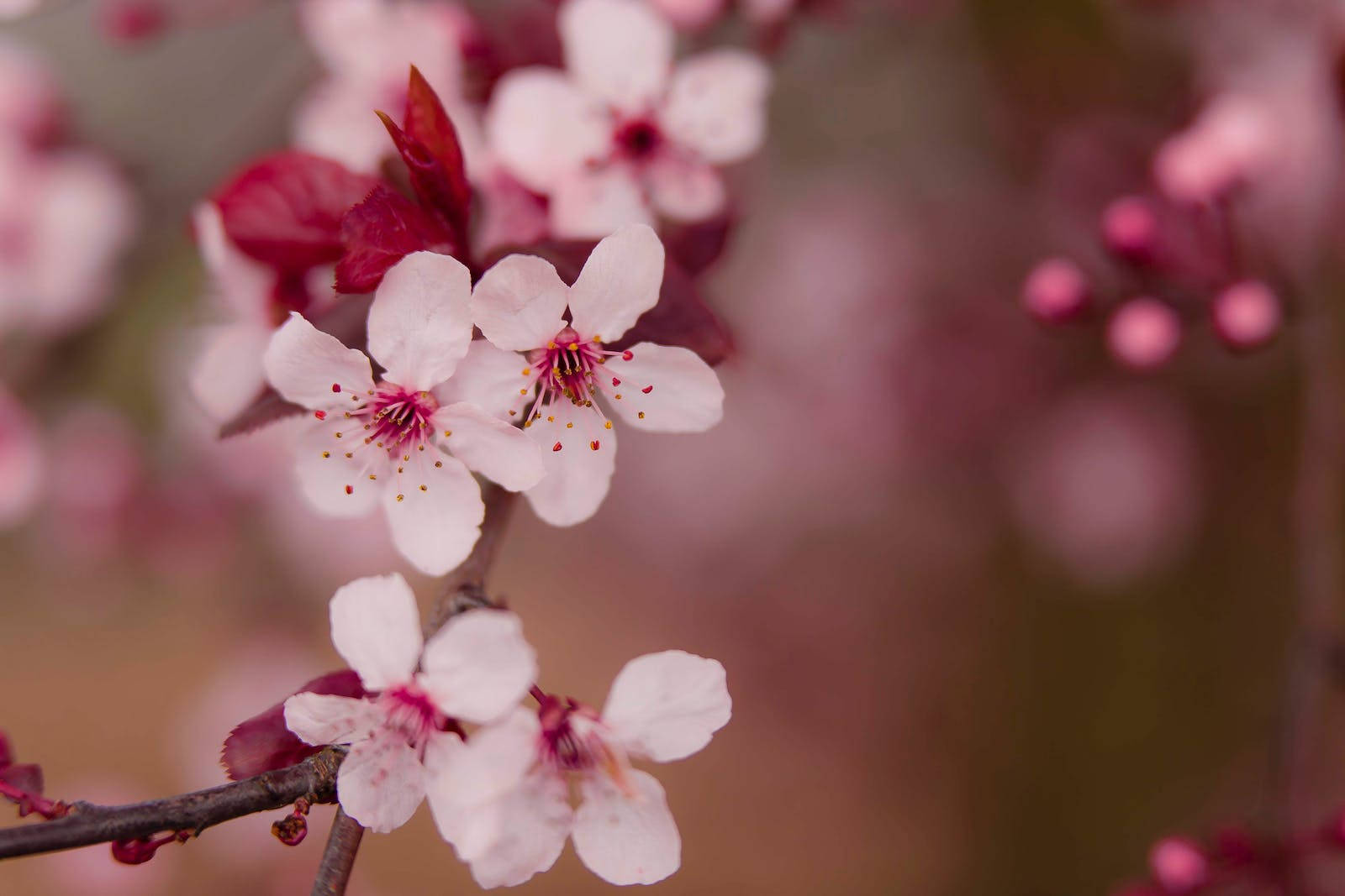 Hd Spring Nanking Bush Cherry Wallpaper