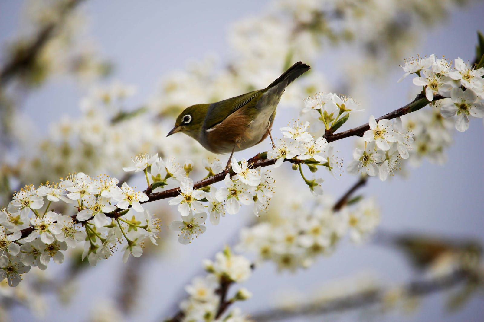 Hd Spring Silvereye Bird Wallpaper