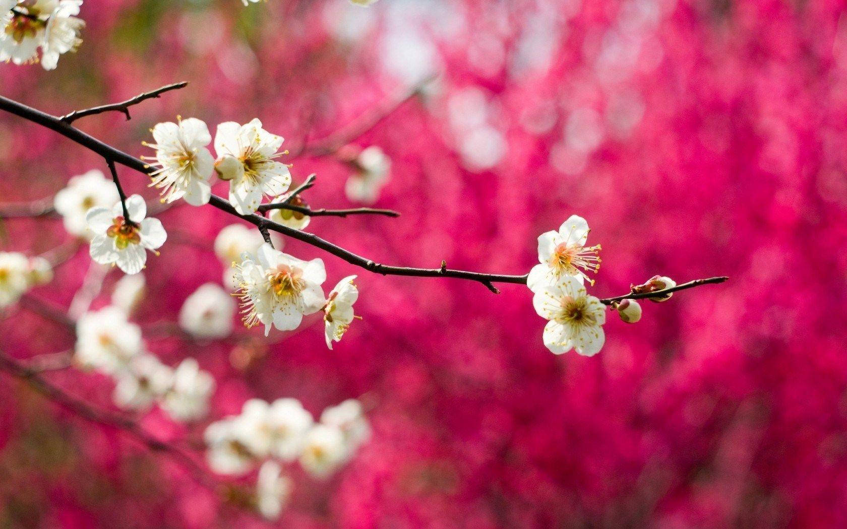 Hd Spring White Blossom Branch Wallpaper