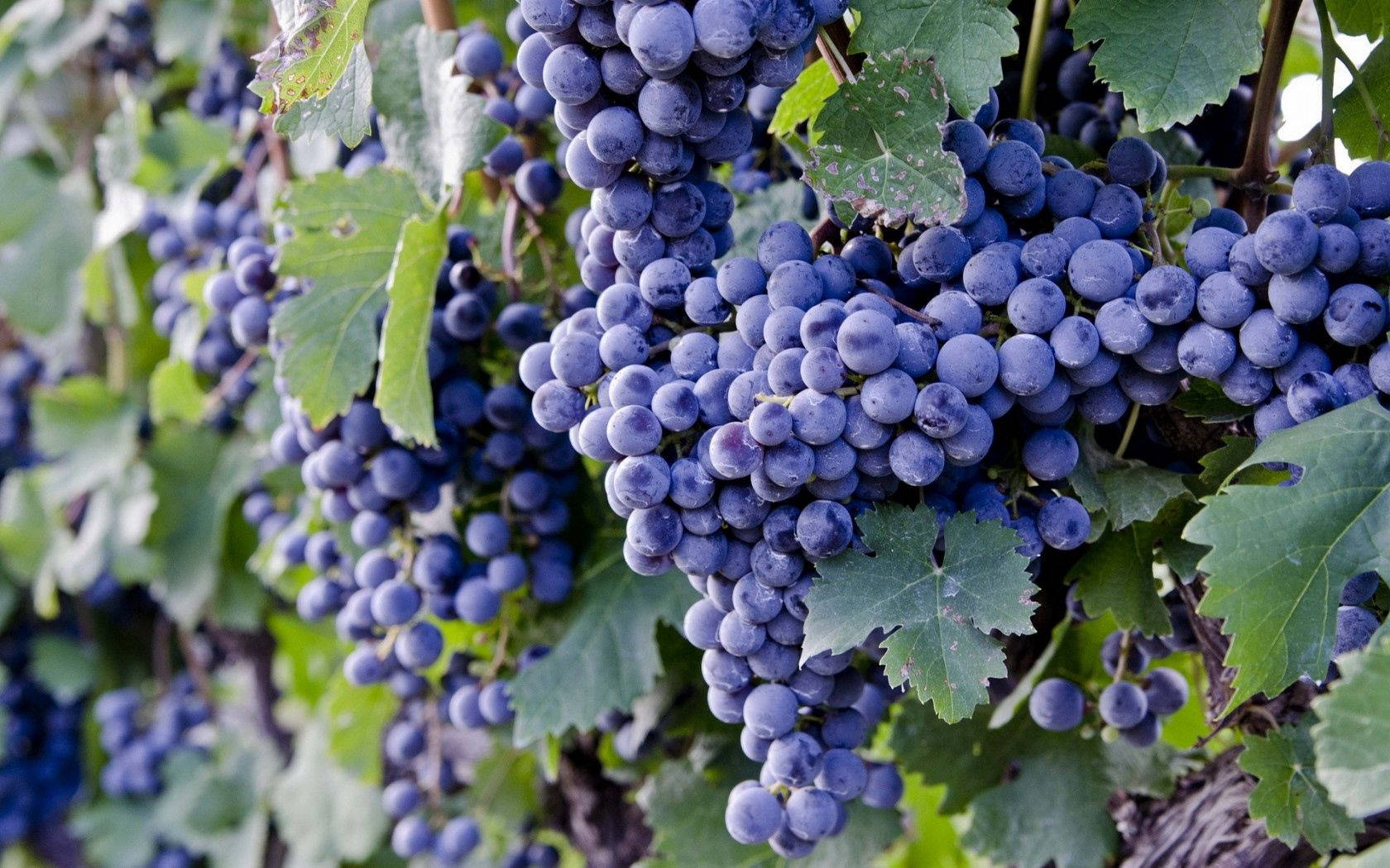 Healthy Fresh Food Grapes Wallpaper