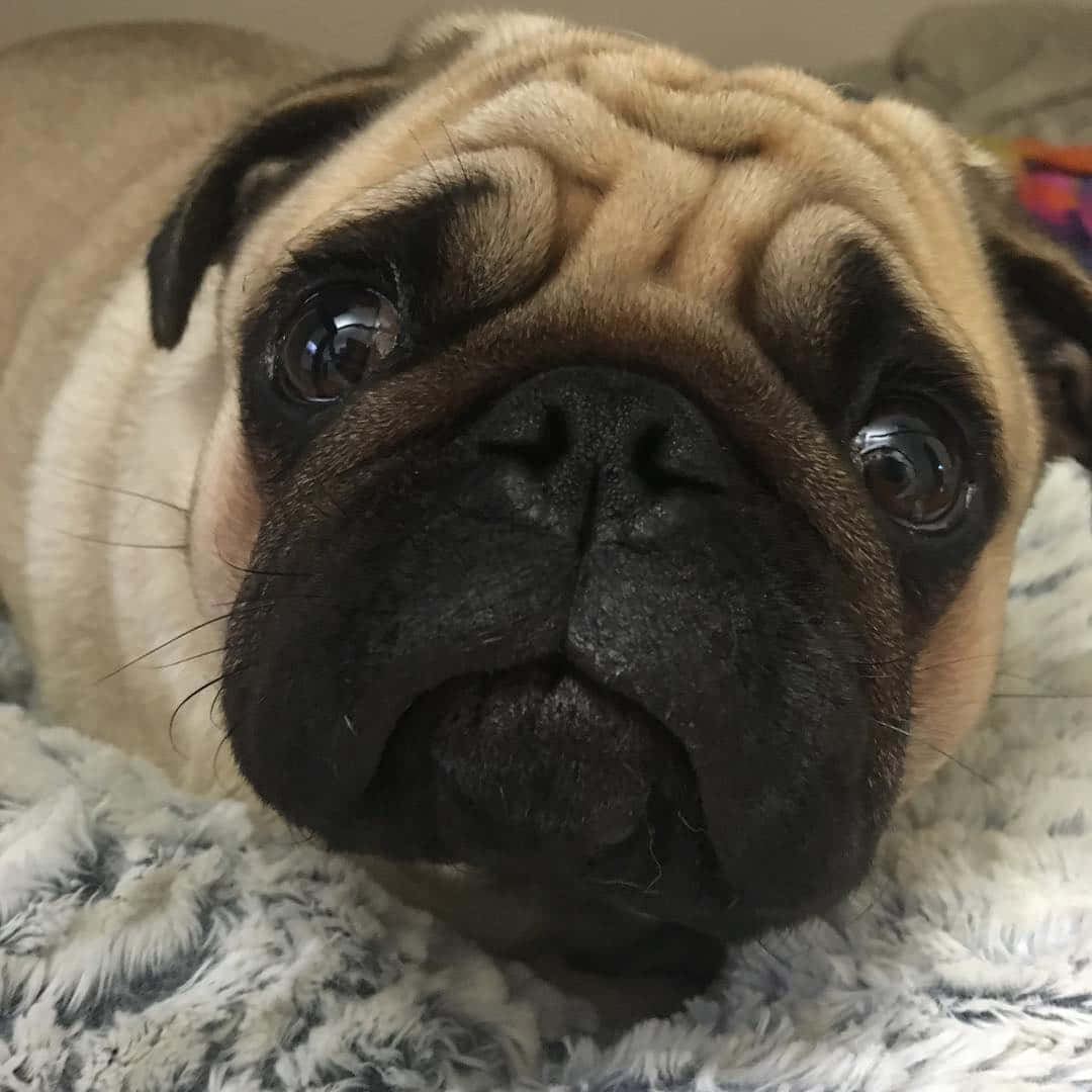 Heart-melting Portrait Of A Sad Dog Looking Out The Window Wallpaper