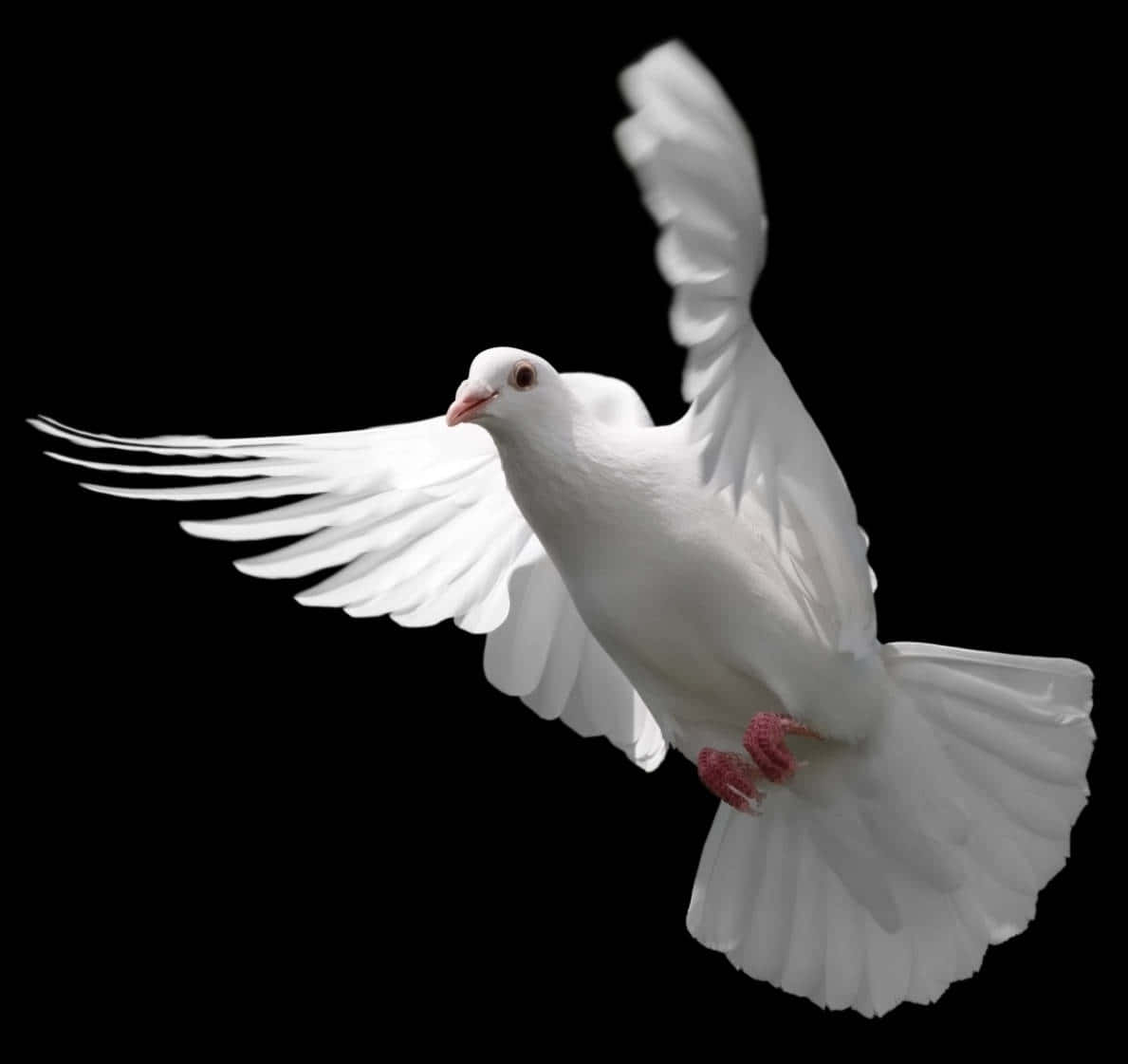 Heavenly Dove With Outspread Wings Wallpaper