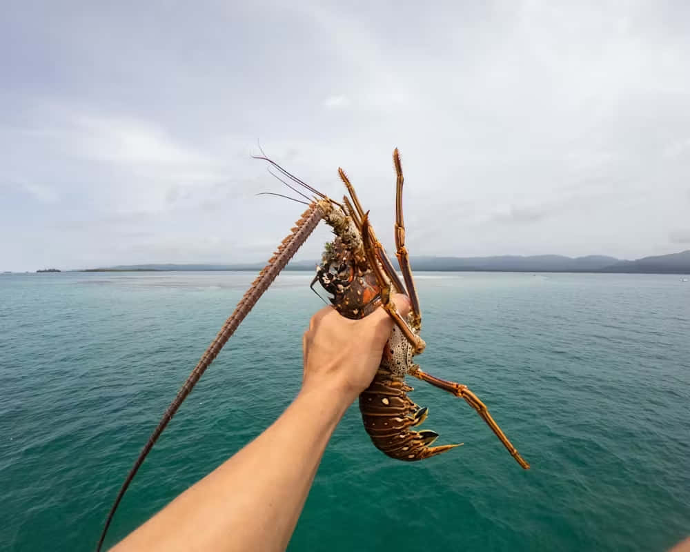 Held Spiny Lobster Sea Background Wallpaper