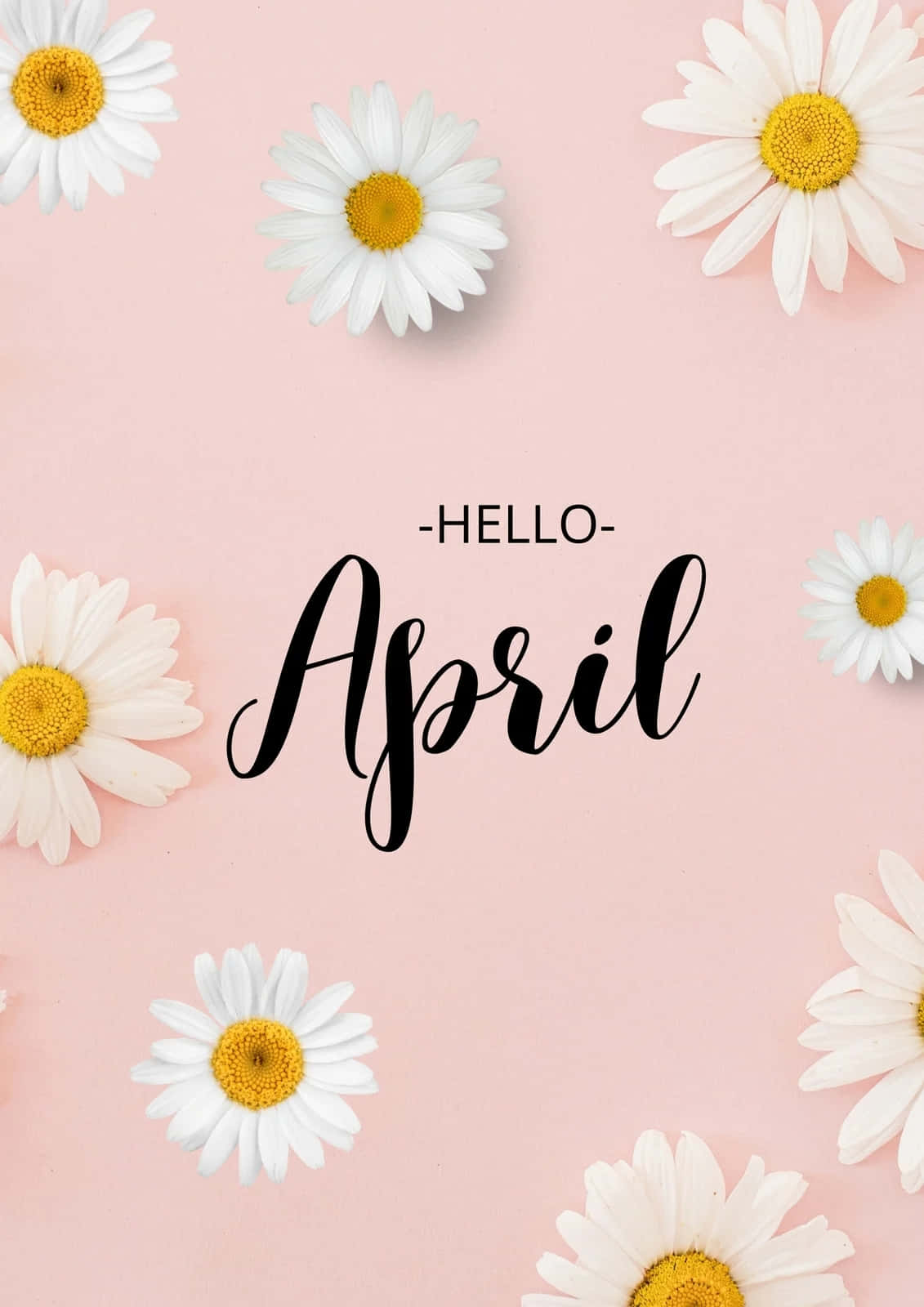 Hello April Daisy Background Wallpaper