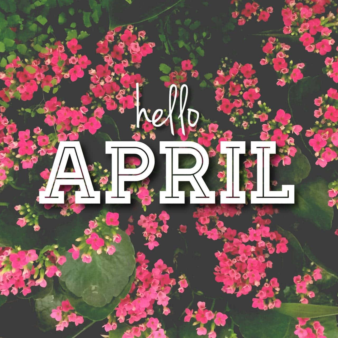 Hello April Floral Greeting Wallpaper