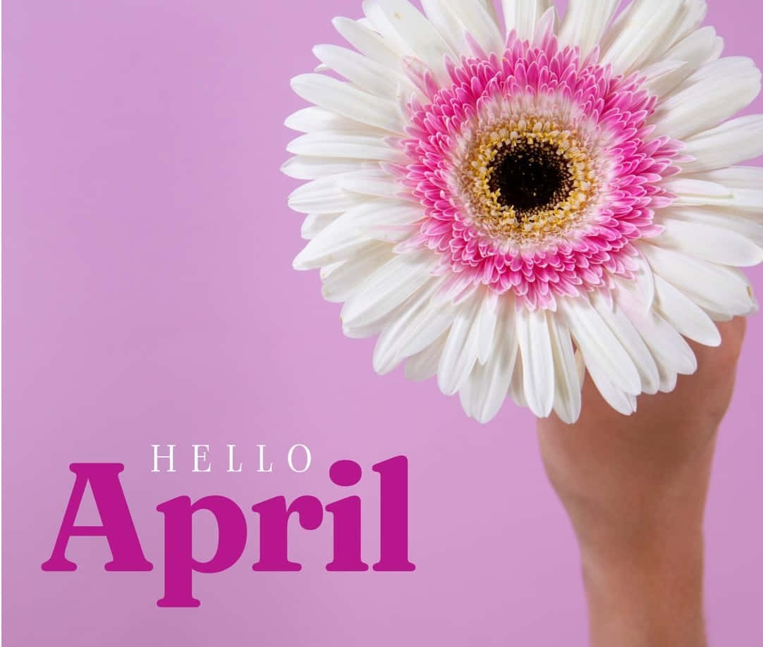 Hello April Gerbera Daisy Wallpaper