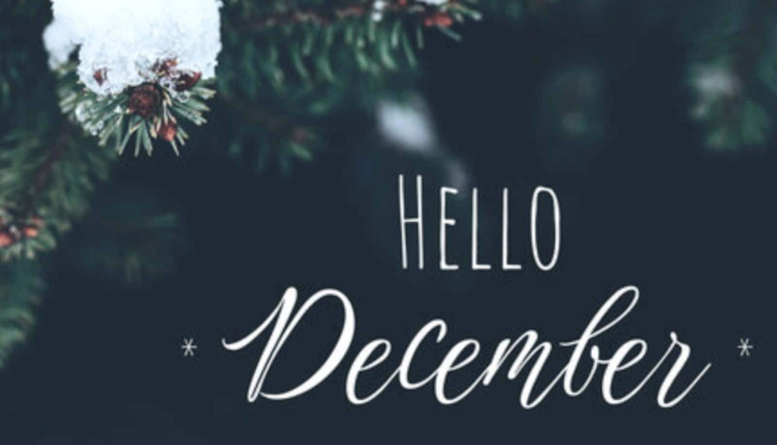 Hello December Snowy Pine Branches Wallpaper