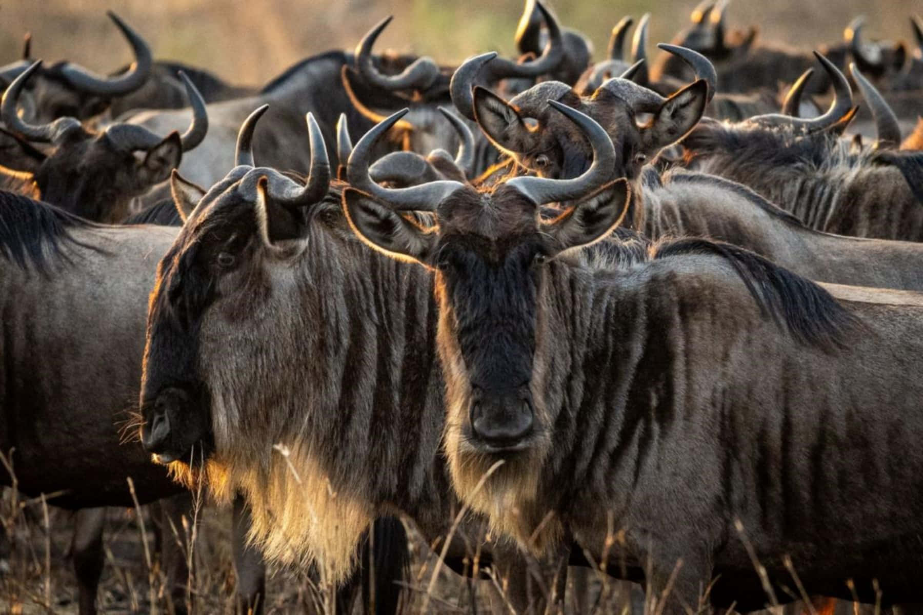 Herdof Wildebeest Grazingat Dusk Wallpaper