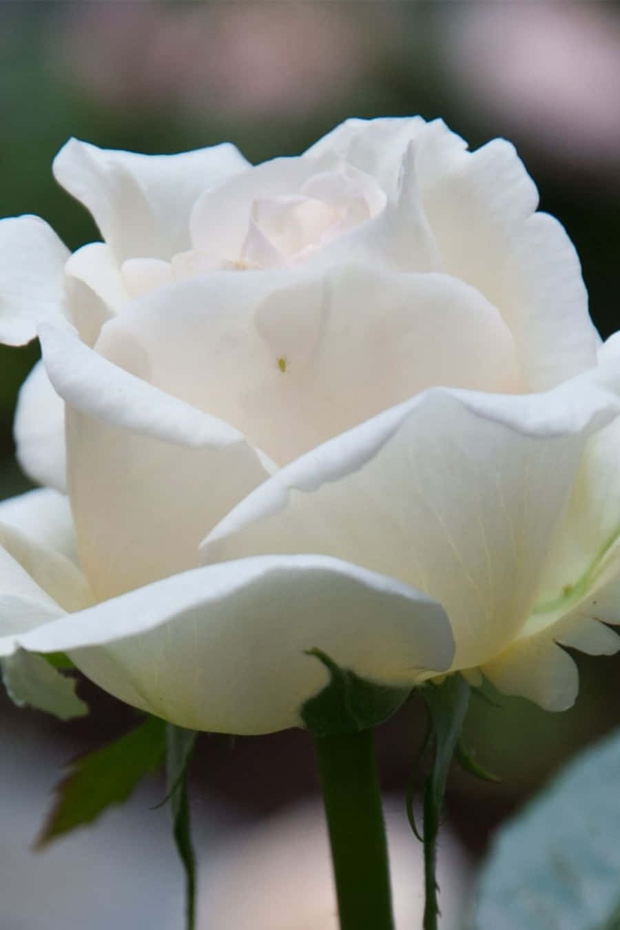 Here Is A Beautiful Bunch Of White Roses In A Reflective Phone Case. Wallpaper