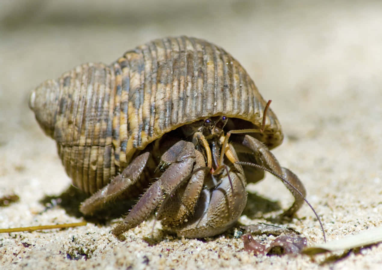 Hermit Crab Exploring Its Tropical Habitat Wallpaper