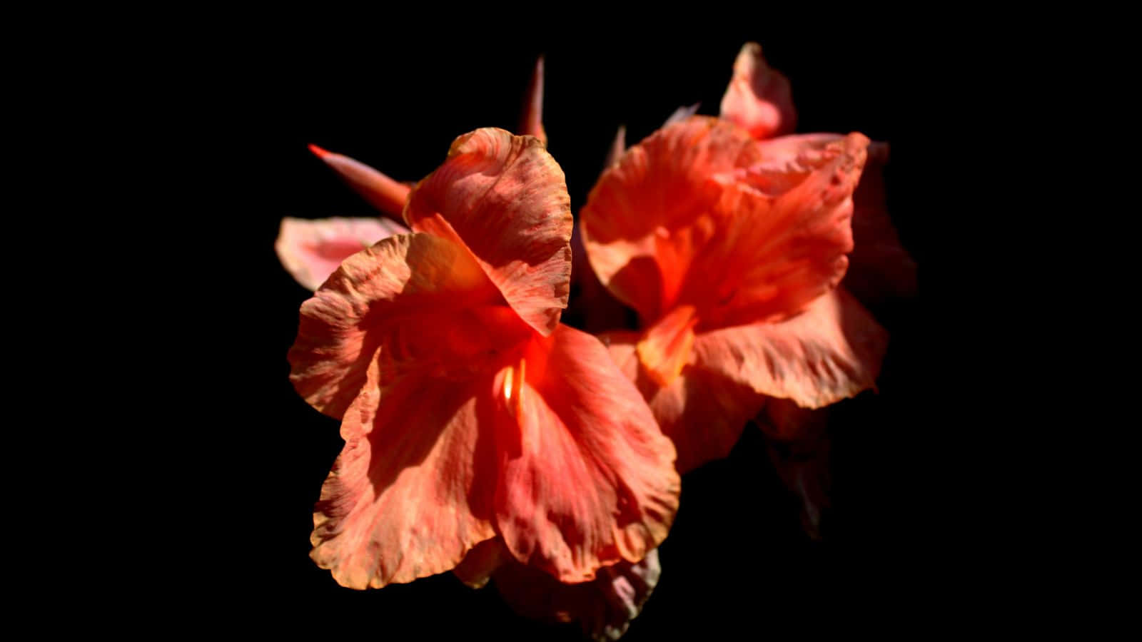 Hibiscus Flower On Black Background Wallpaper