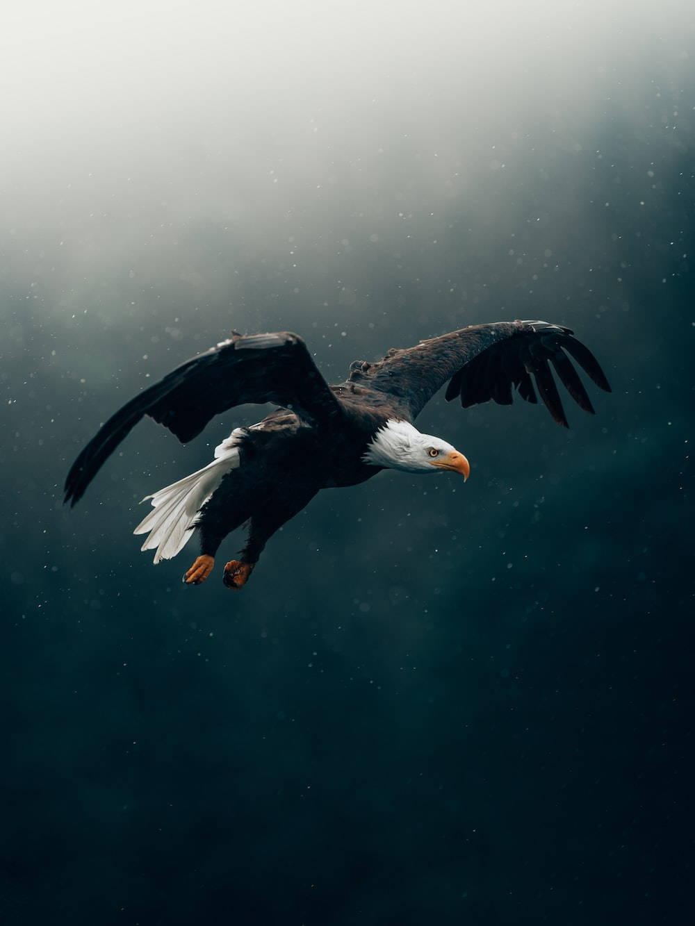 High Resolution Desktop Eagle Wallpaper