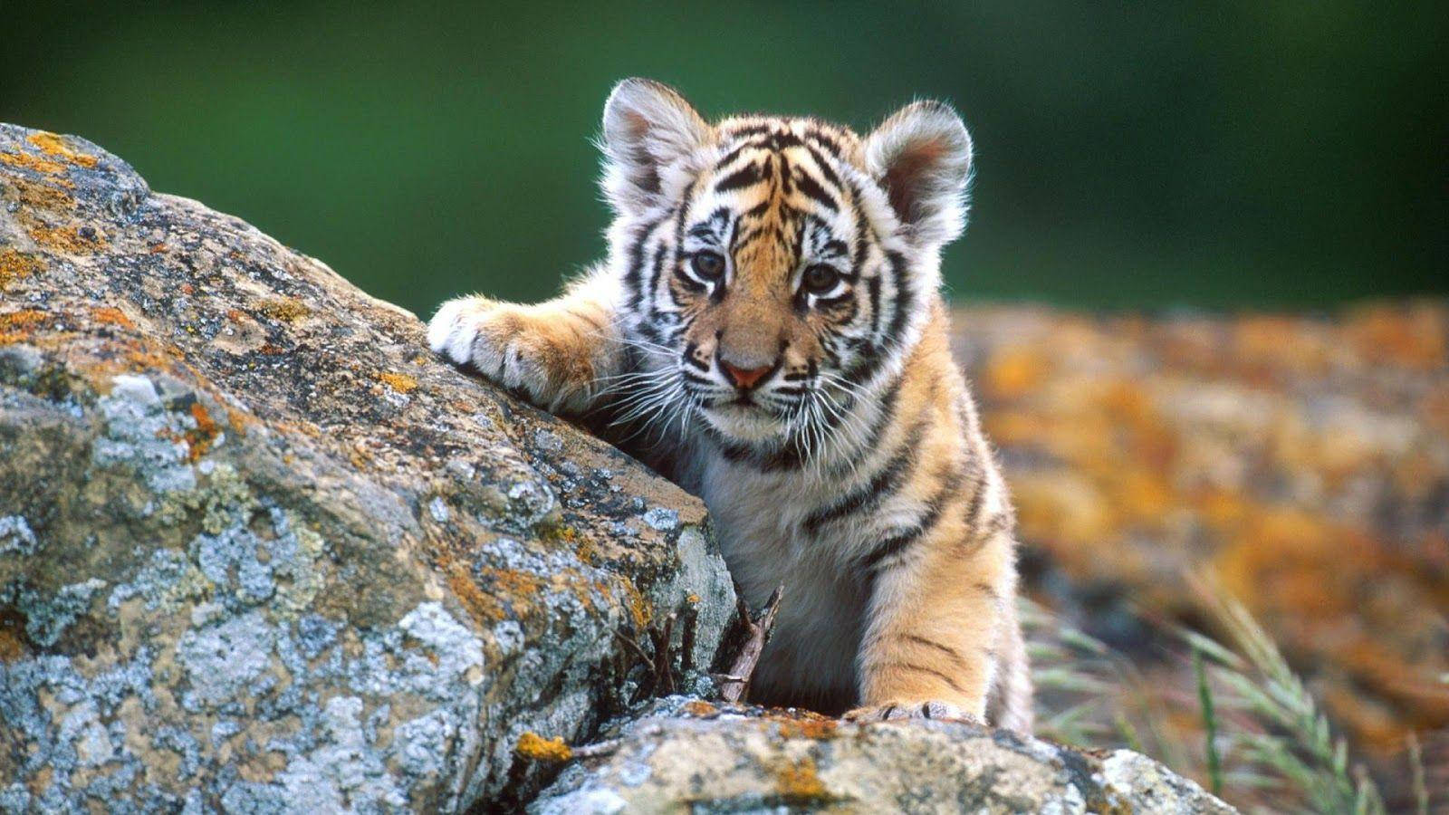 High Resolution Desktop Tiger With Rocks Wallpaper