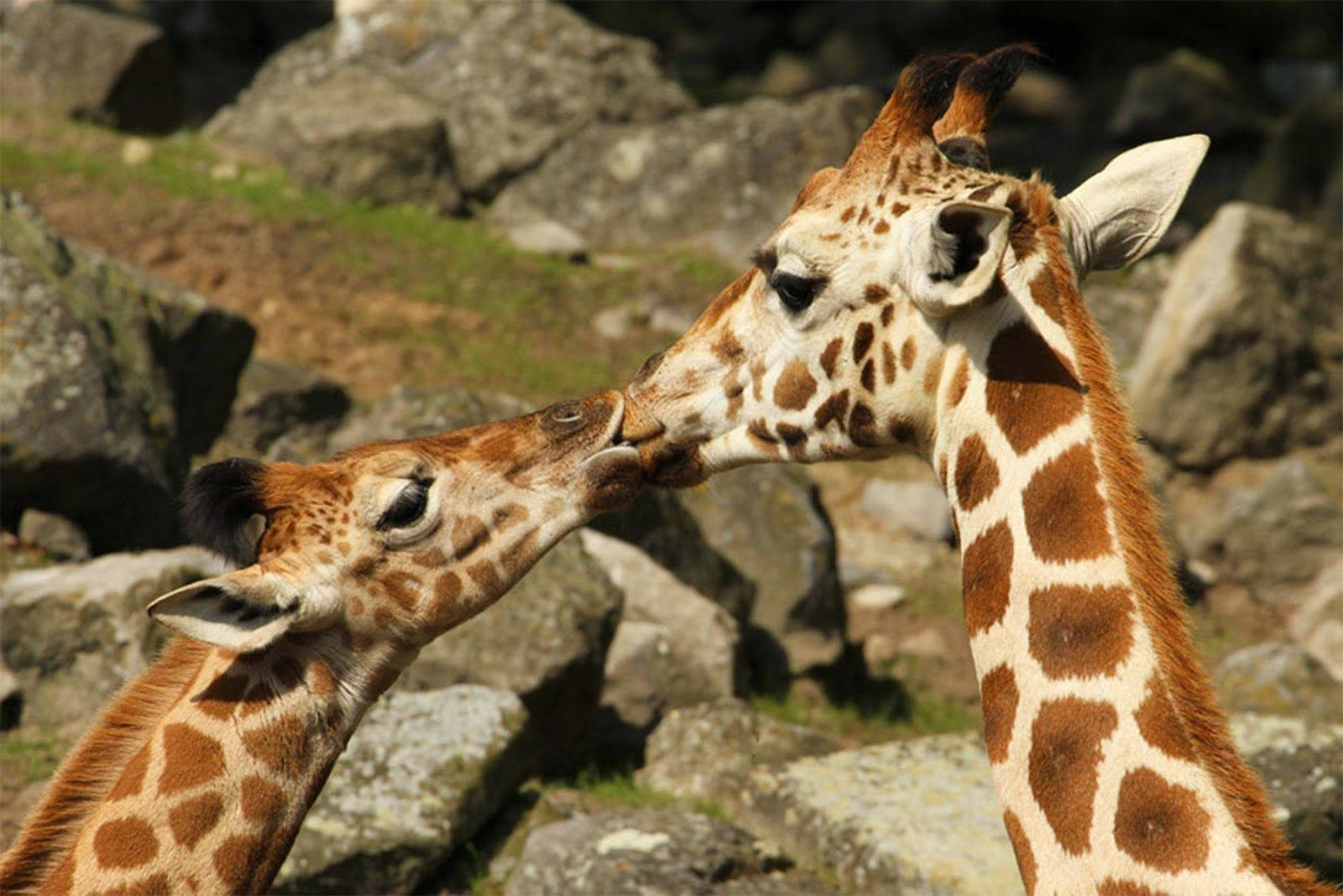 High Resolution Desktop Two Giraffes Wallpaper