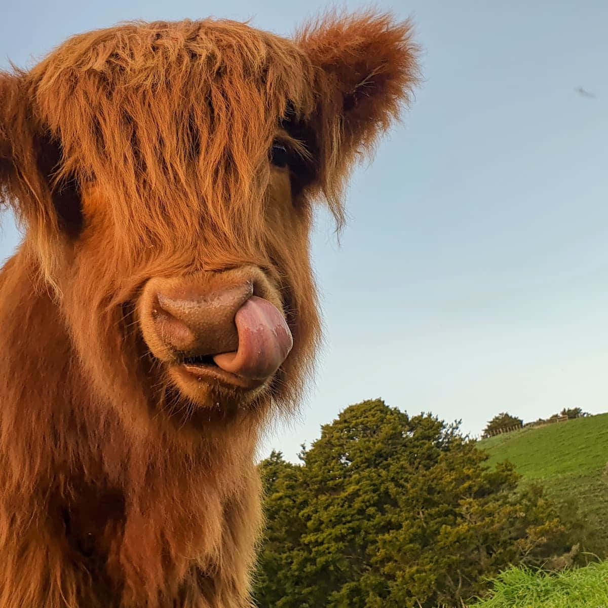 Highland Calf Licking Nose Wallpaper