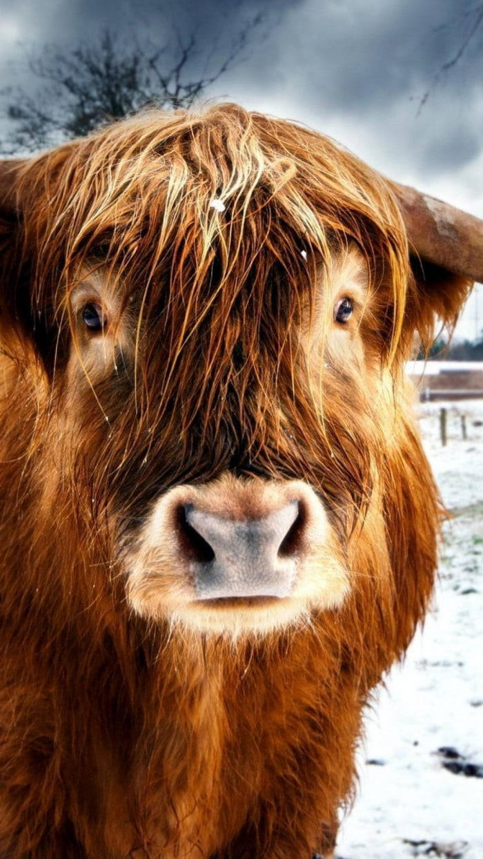 Highland Cow Eyes Wallpaper