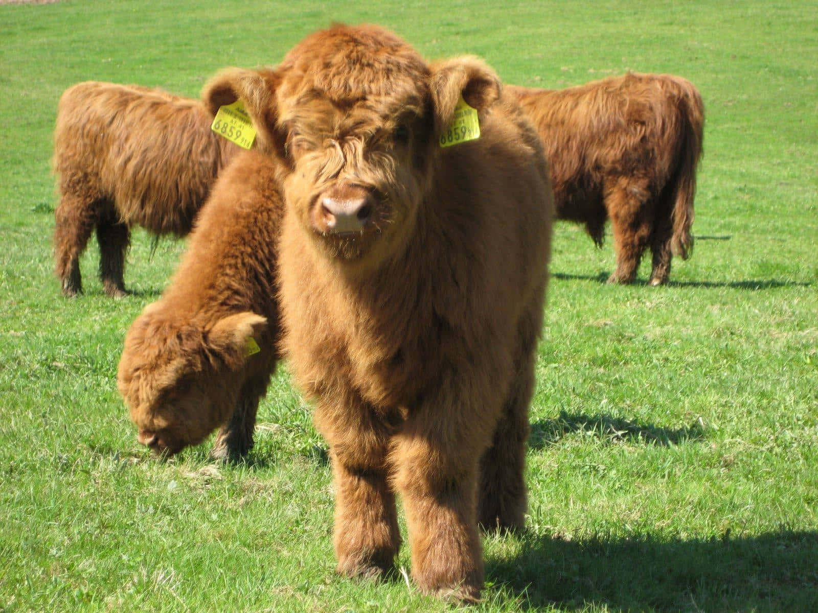 Highland Cows Grazingin Field.jpg Wallpaper