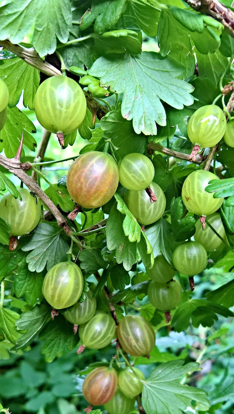 Hinnonmaki Gooseberry Fruit Wallpaper