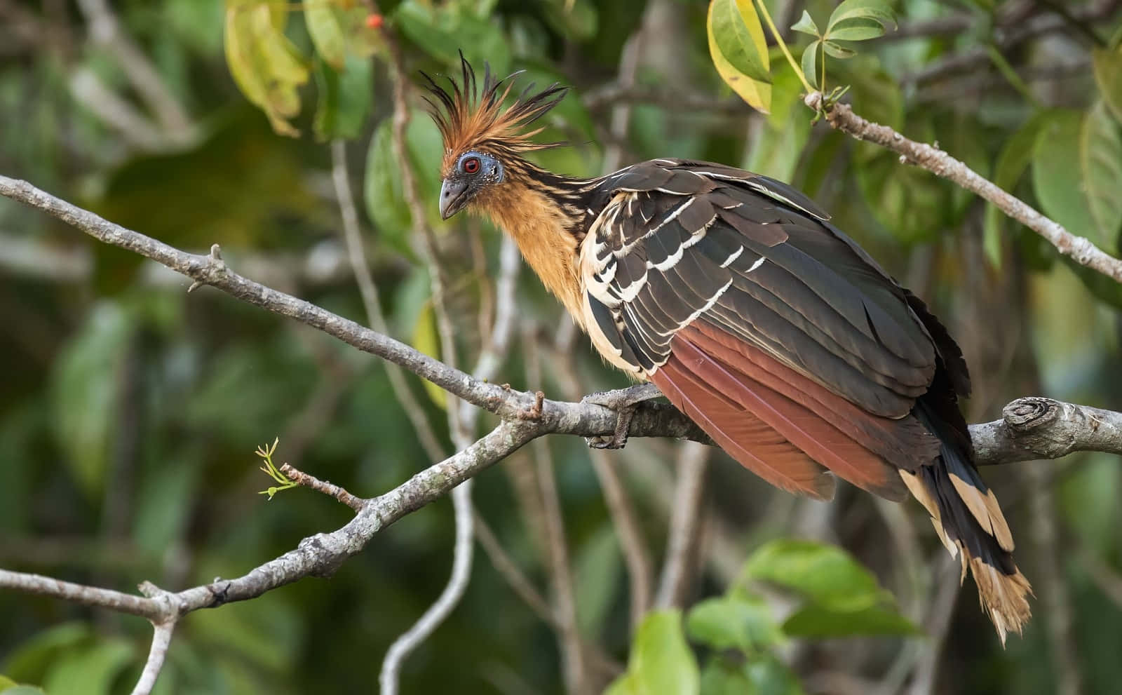 Hoatzin Bird Perchedon Branch Wallpaper