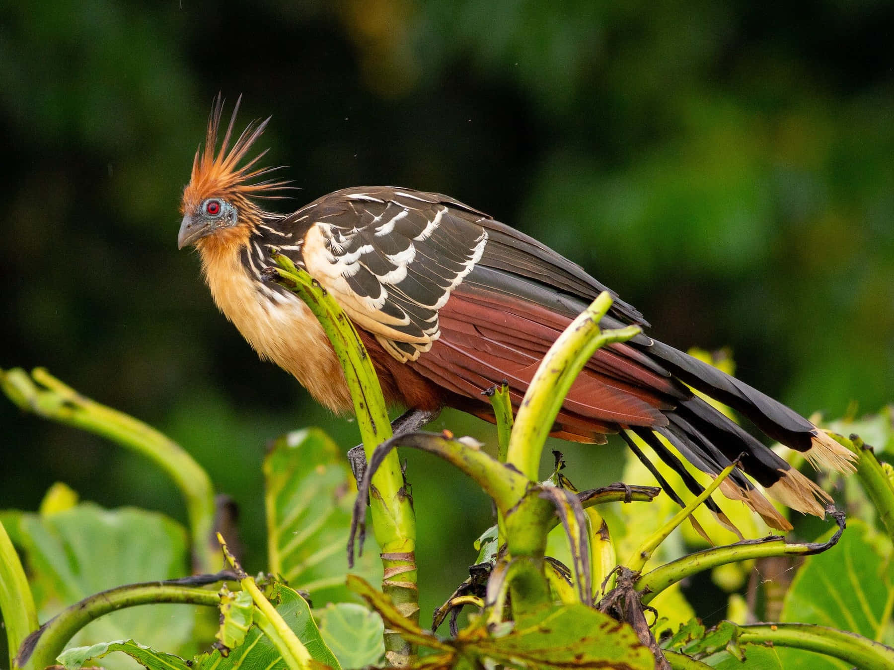 Hoatzin Bird Perchedon Branch Wallpaper