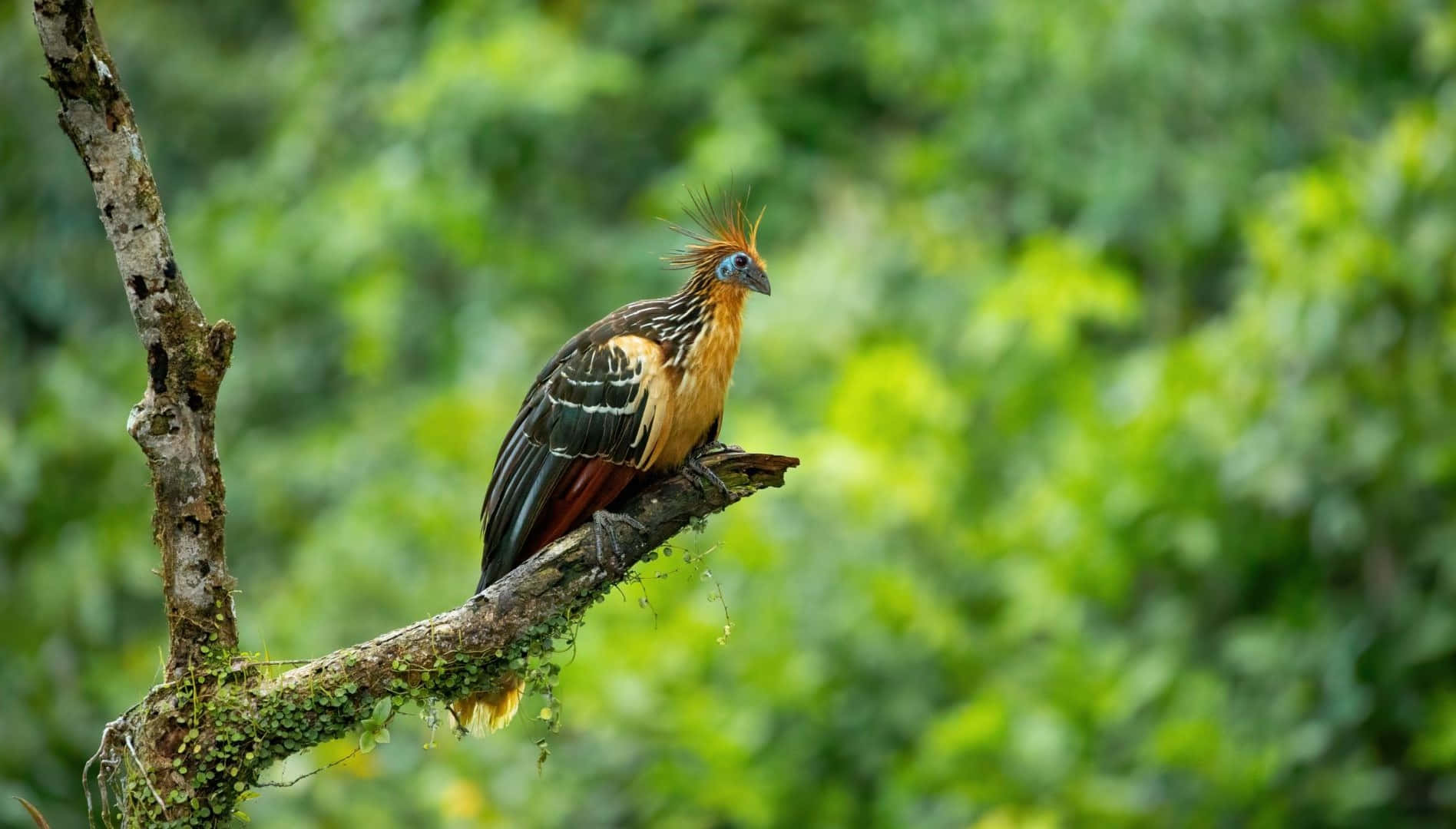 Hoatzin Bird Perchedon Branch Wallpaper