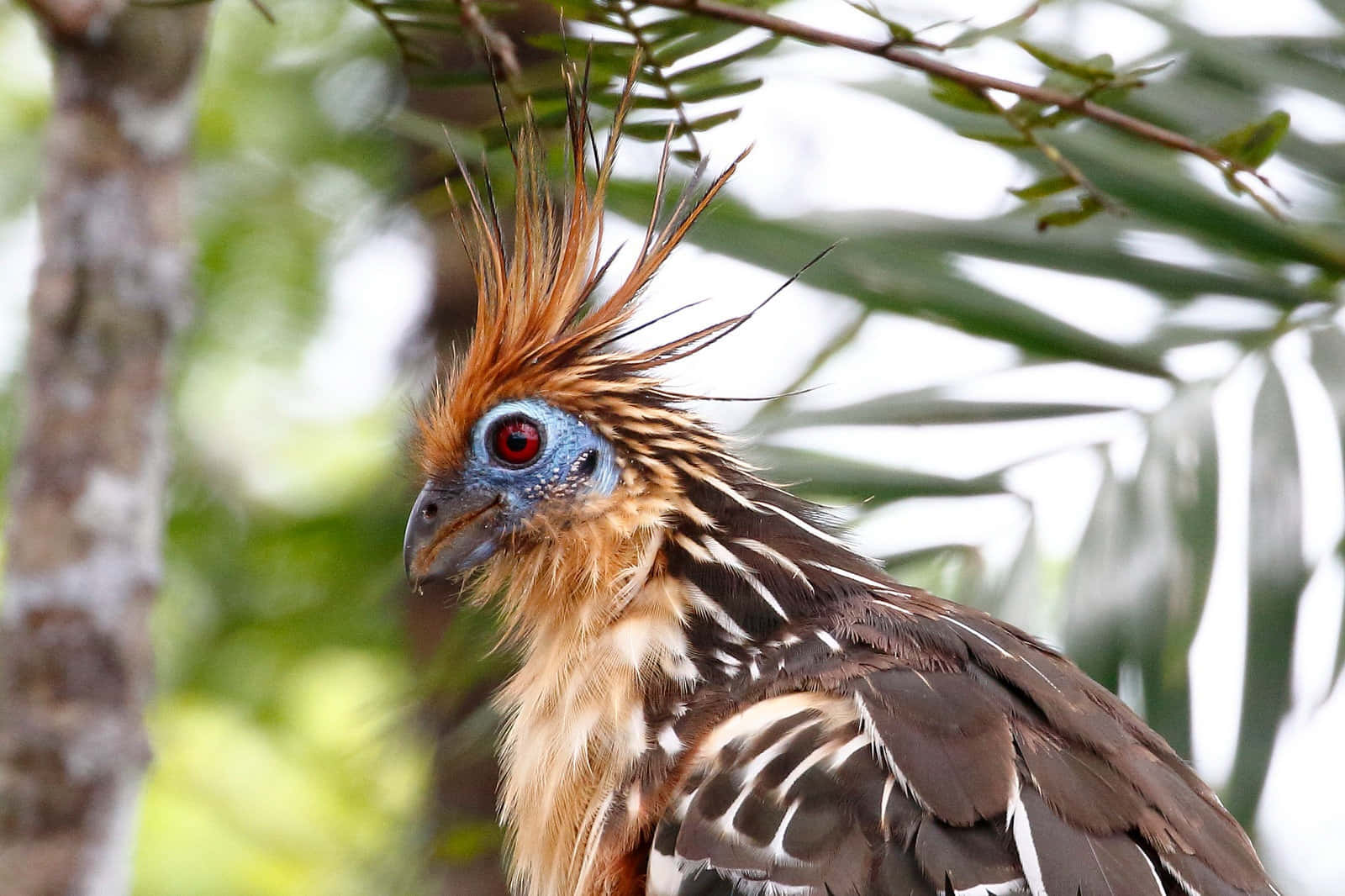 Hoatzin Bird Portrait Wallpaper