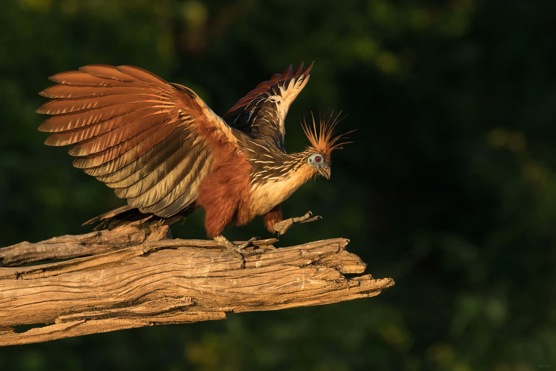 Hoatzin Bird Spreading Wings Wallpaper