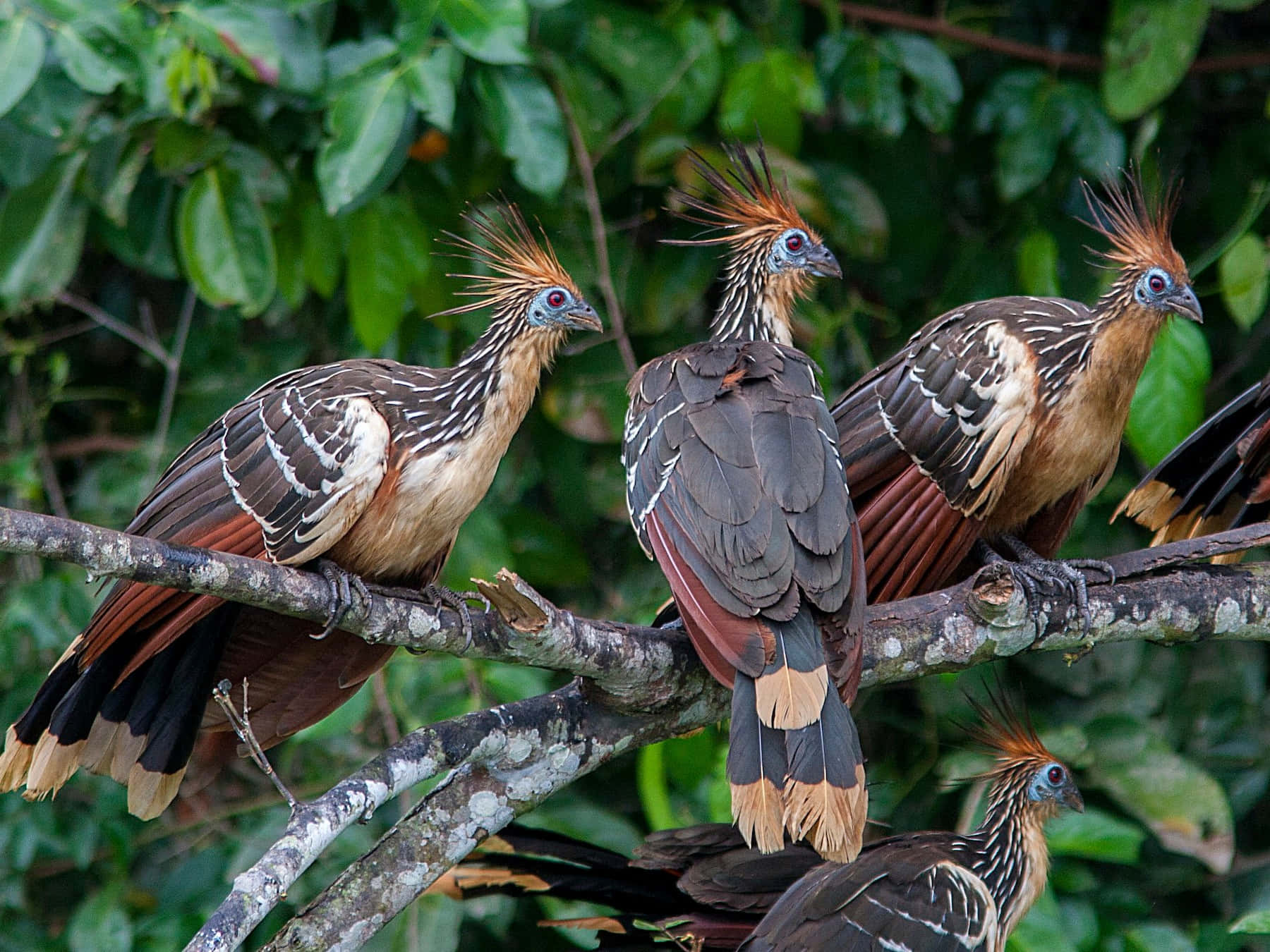 Hoatzin_ Birds_ Perched_in_ Natural_ Habitat Wallpaper