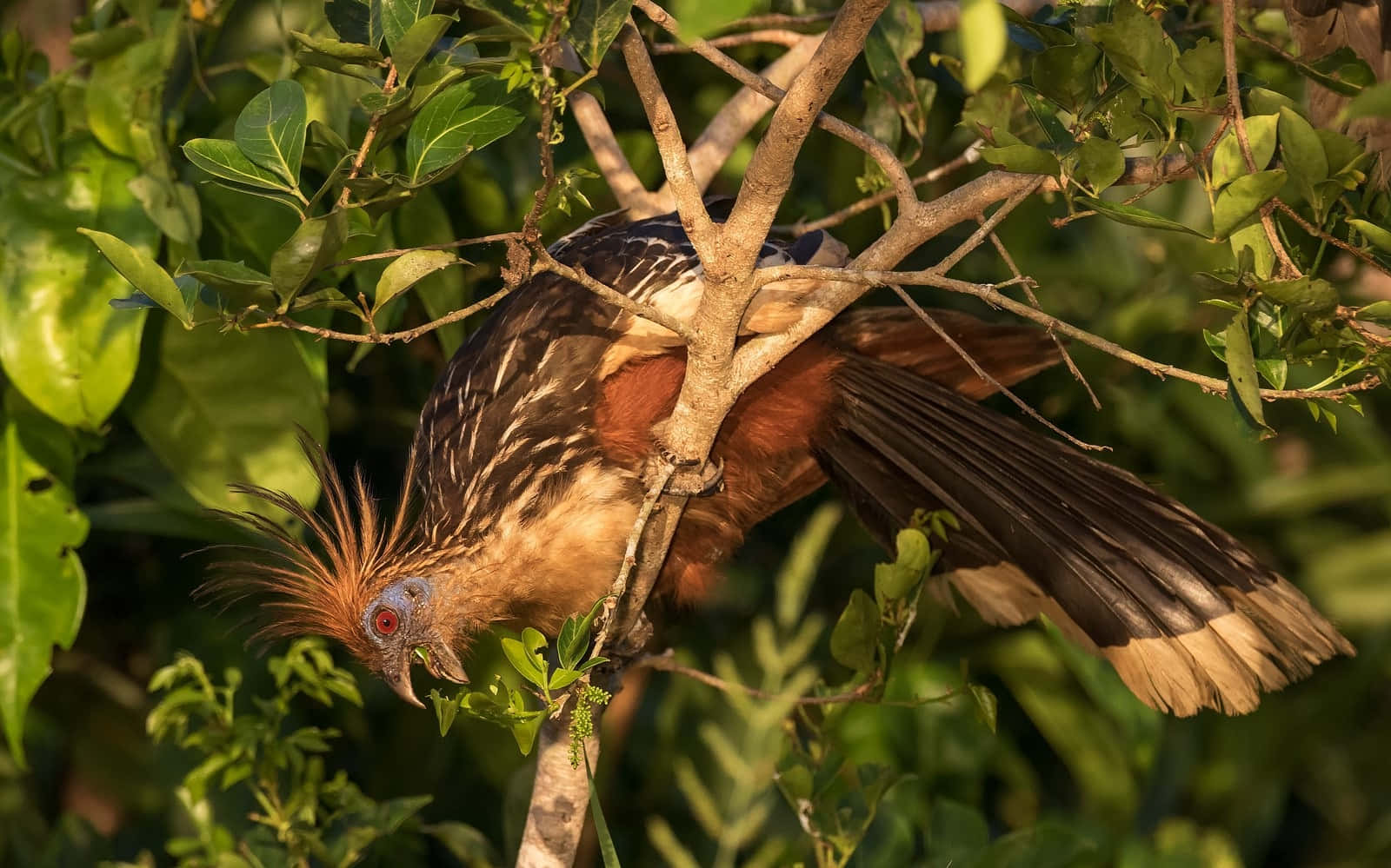 Hoatzin_ Perched_ Amidst_ Foliage Wallpaper