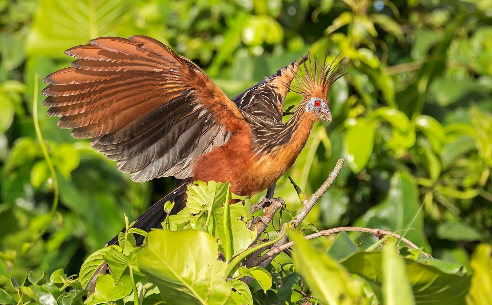 Hoatzin Spread Wings Green Foliage.jpg Wallpaper