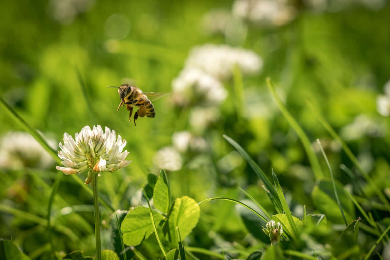 Honeybee In Flight Over Clover Wallpaper