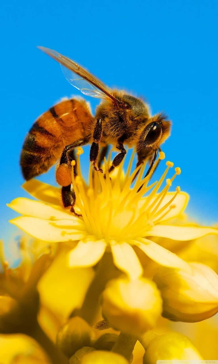 Honeybee Pollination Sunshine Wallpaper