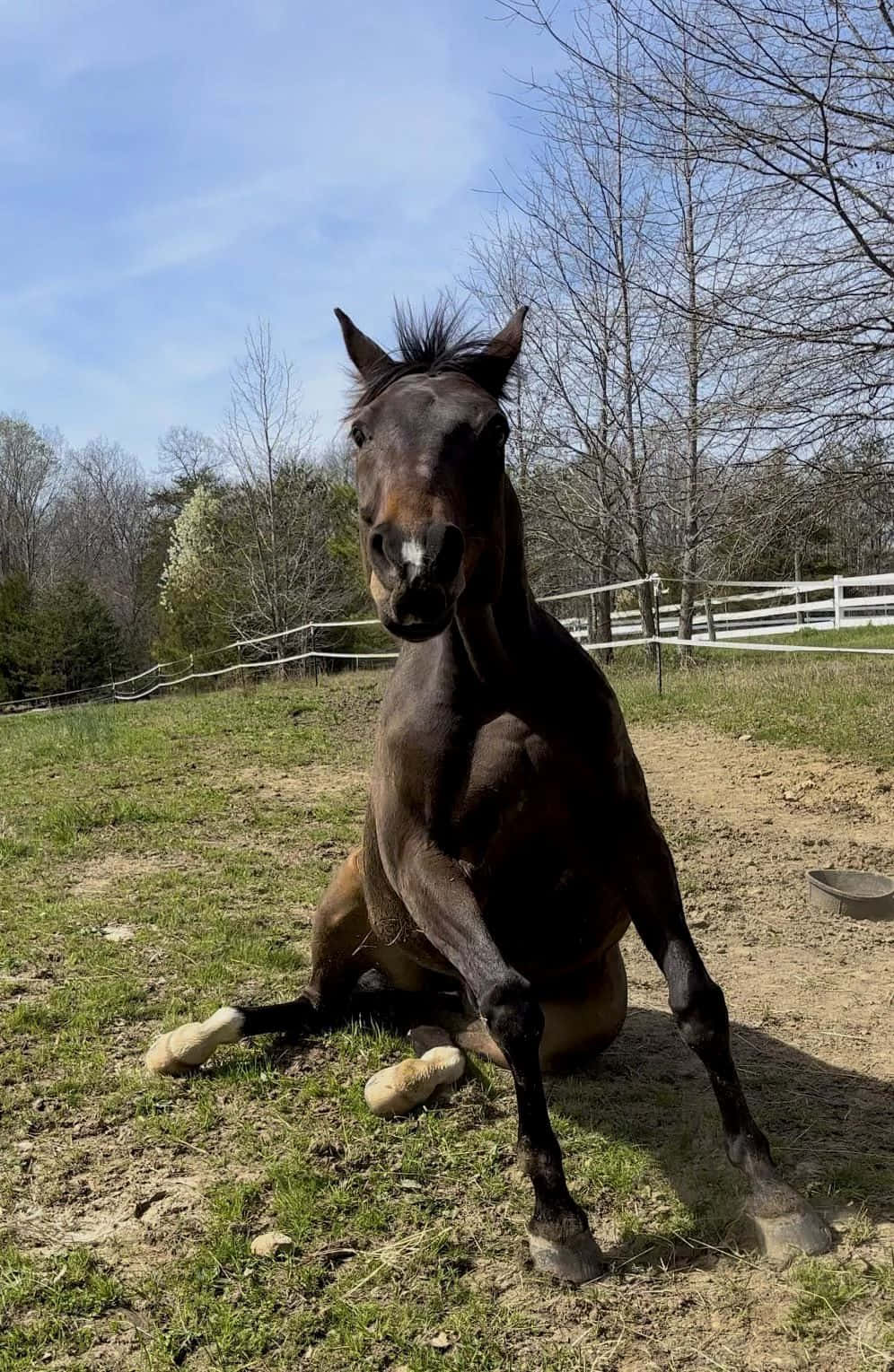 Horse Sitting Like Human.jpg Wallpaper