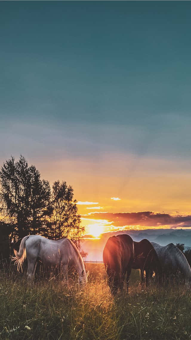 Horses Grazing In The Grass Wallpaper