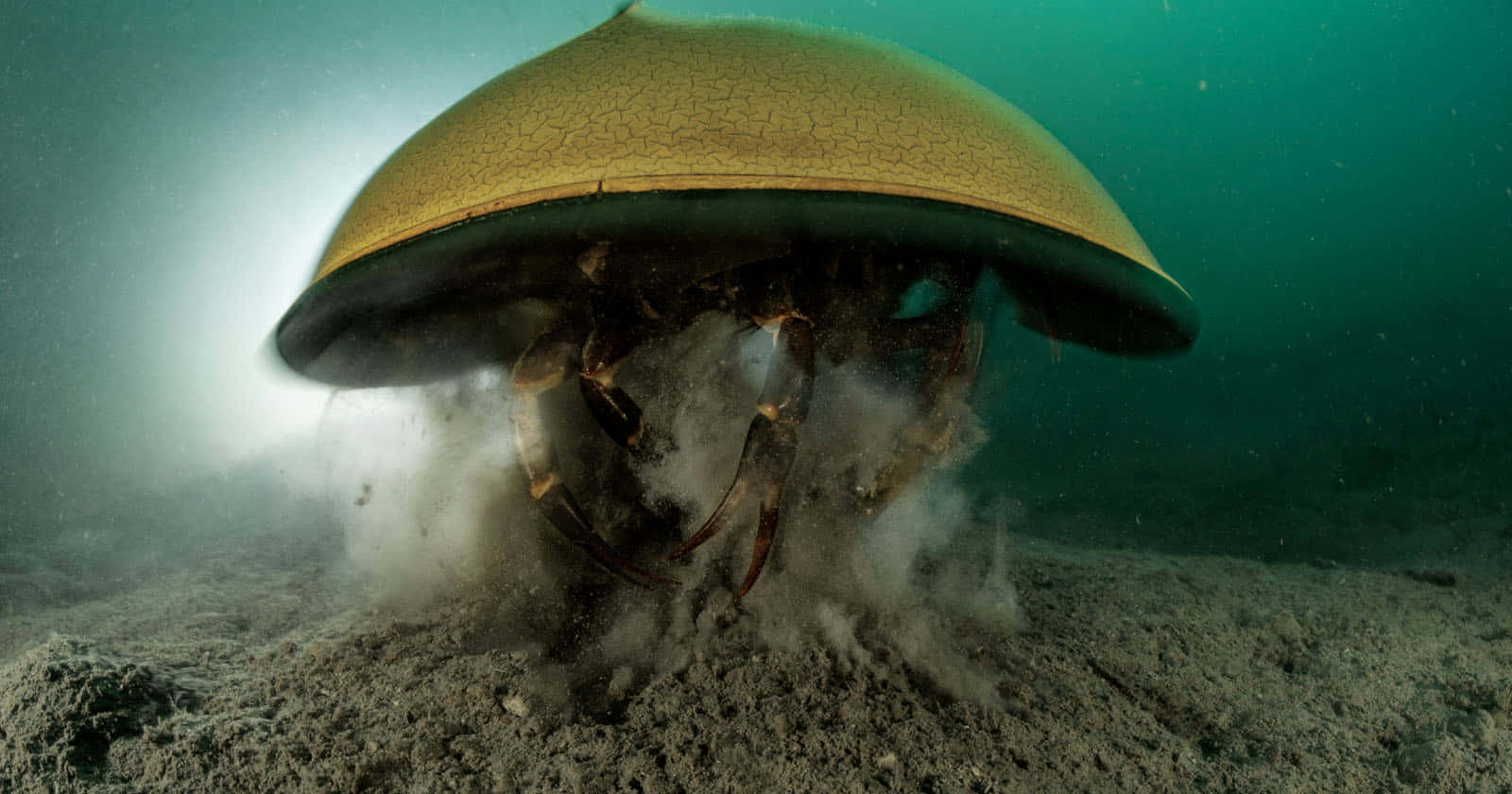 Horseshoe Crab Burrowing Underwater.jpg Wallpaper