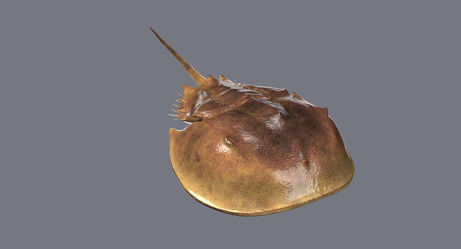 Horseshoe Crab Isolatedon Gray Background Wallpaper