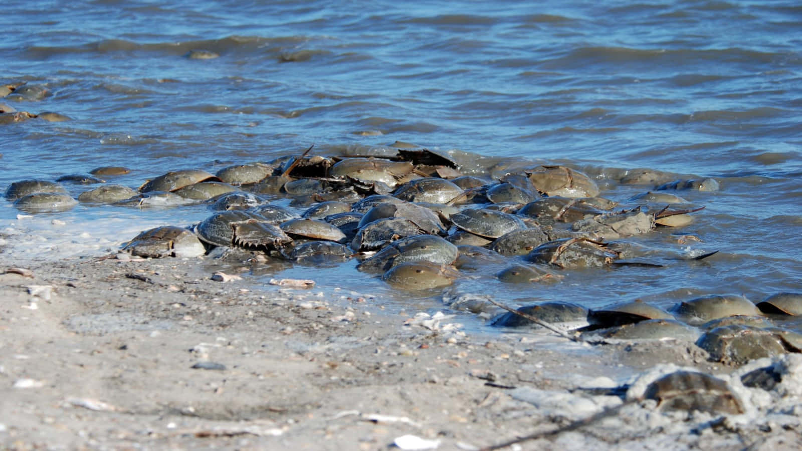 Horseshoe Crabs Gatheringon Shoreline Wallpaper