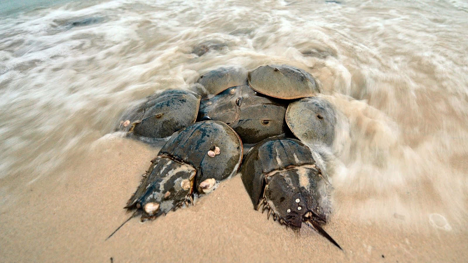 Horseshoe_ Crabs_ Shoreline_ Gathering.jpg Wallpaper